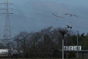 コウノトリ 渡良瀬遊水地 2024年2月27日(火)