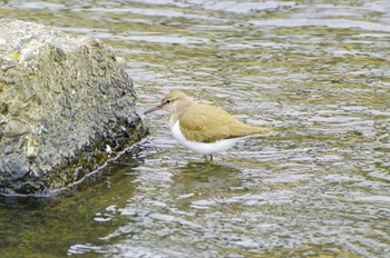 Common Sandpiper 玉川(厚木市) Tue, 3/5/2024