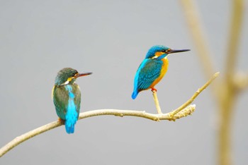 Common Kingfisher 玉川(厚木市) Tue, 3/5/2024