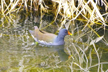 Common Moorhen 玉川(厚木市) Tue, 3/5/2024