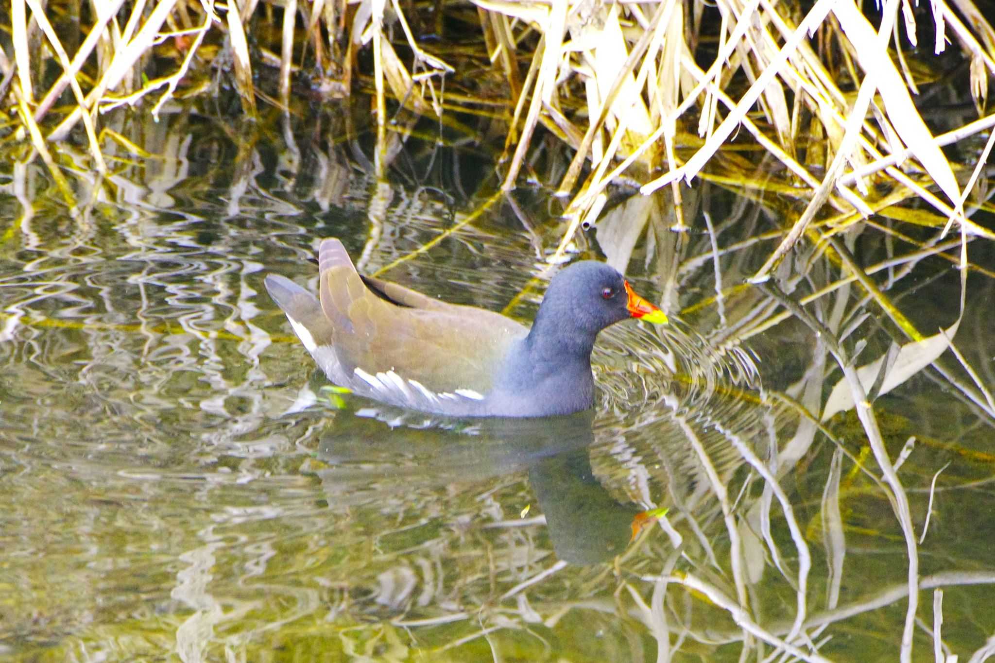 Photo of Common Moorhen at 玉川(厚木市) by BW11558