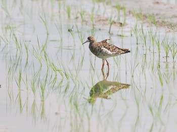 Ruff Unknown Spots Mon, 3/4/2024