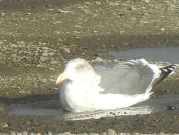 オオセグロカモメ 北海道石狩市 2018年12月5日(水)