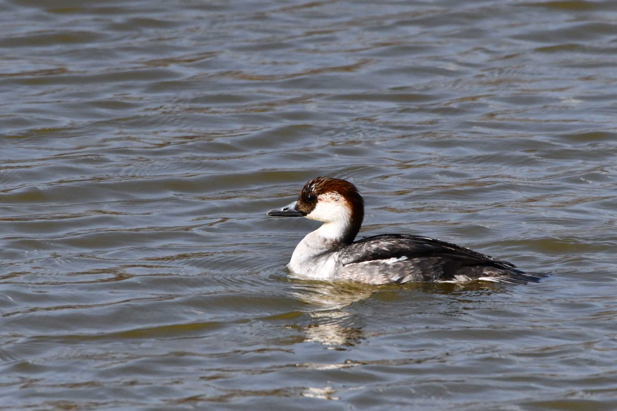 Photo of Smew at 彩湖・道満グリーンパーク by geto