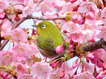 メジロ 都立浮間公園 2024年3月6日(水)