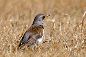 Fieldfare 利根川 Sun, 3/3/2024