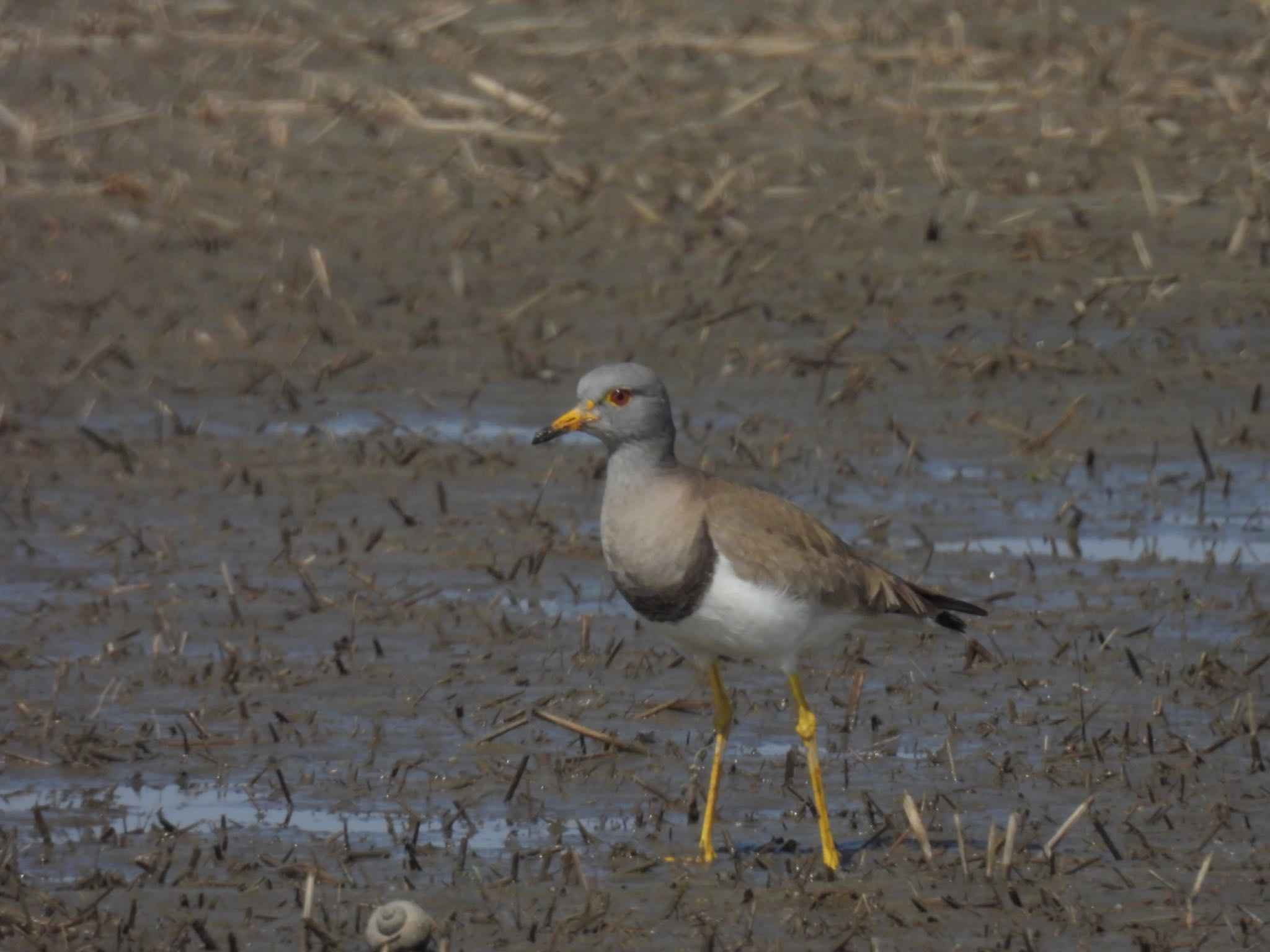 Grey-headed Lapwing