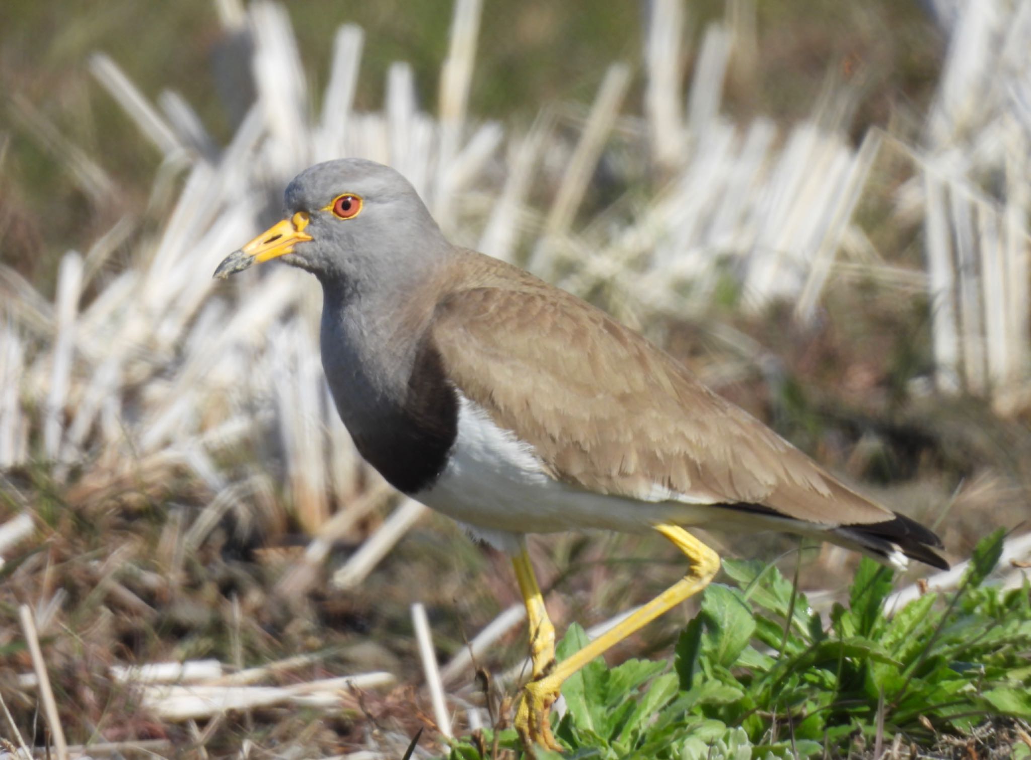 Grey-headed Lapwing