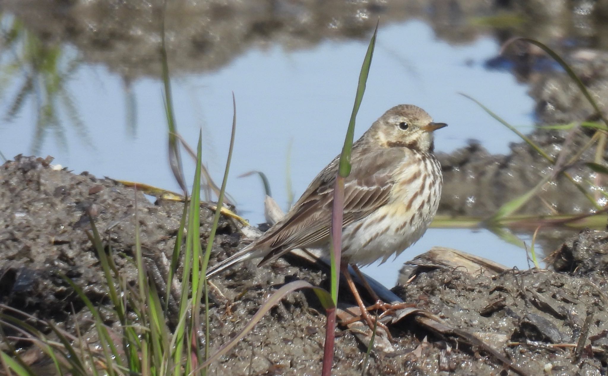 Water Pipit