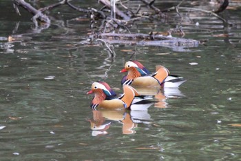 Mandarin Duck 山田池公園 Wed, 3/6/2024