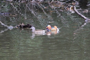 Mandarin Duck 山田池公園 Wed, 3/6/2024