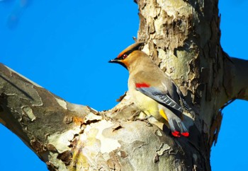 2024年3月3日(日) 東京都町田市の野鳥観察記録