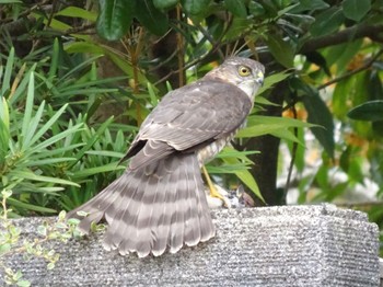 Japanese Sparrowhawk 厚木市 Sat, 10/14/2023