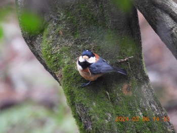 Varied Tit 養老公園 Wed, 3/6/2024