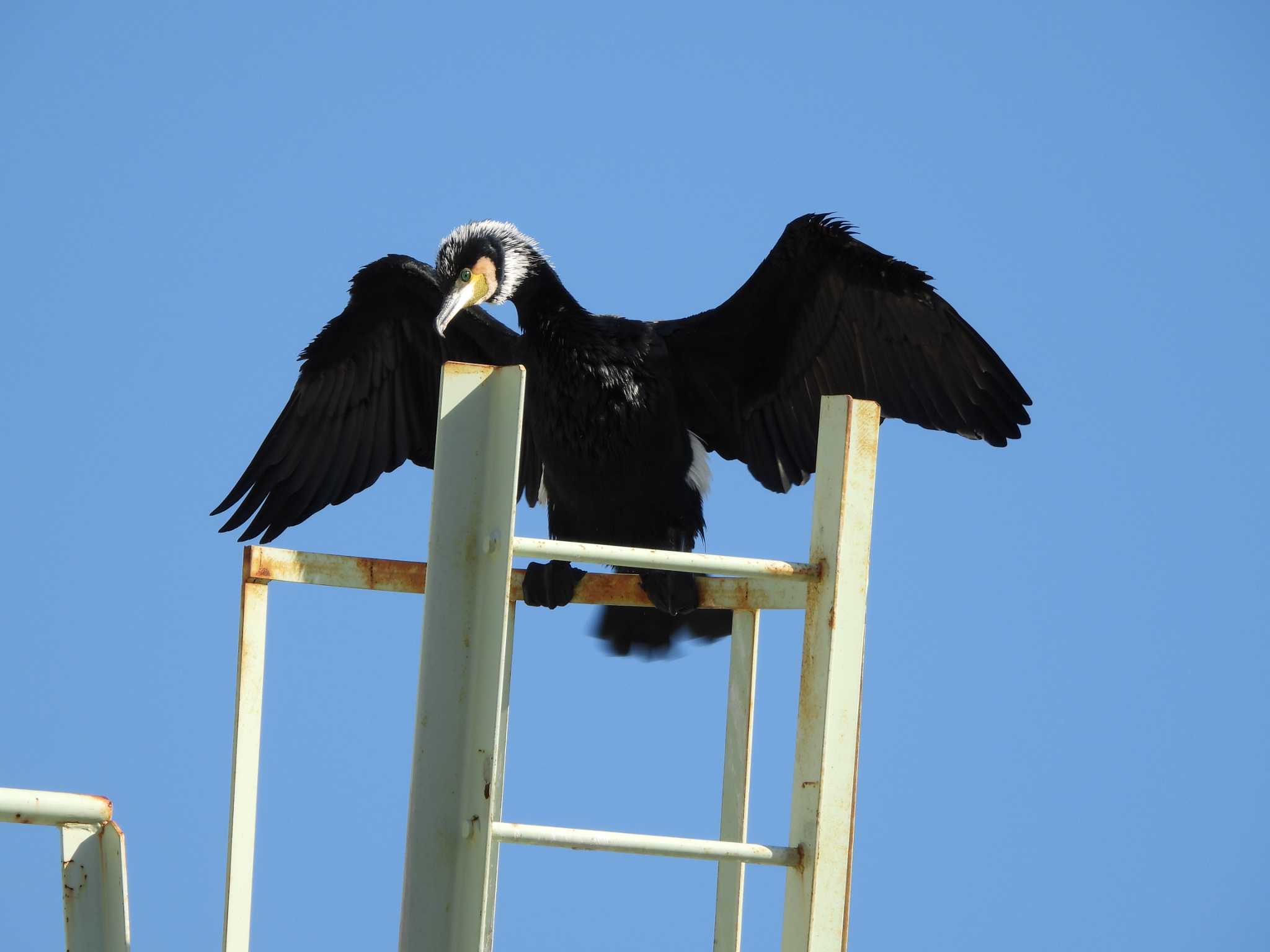 隅田川 カワウの写真 by ときちゃん（ibis）