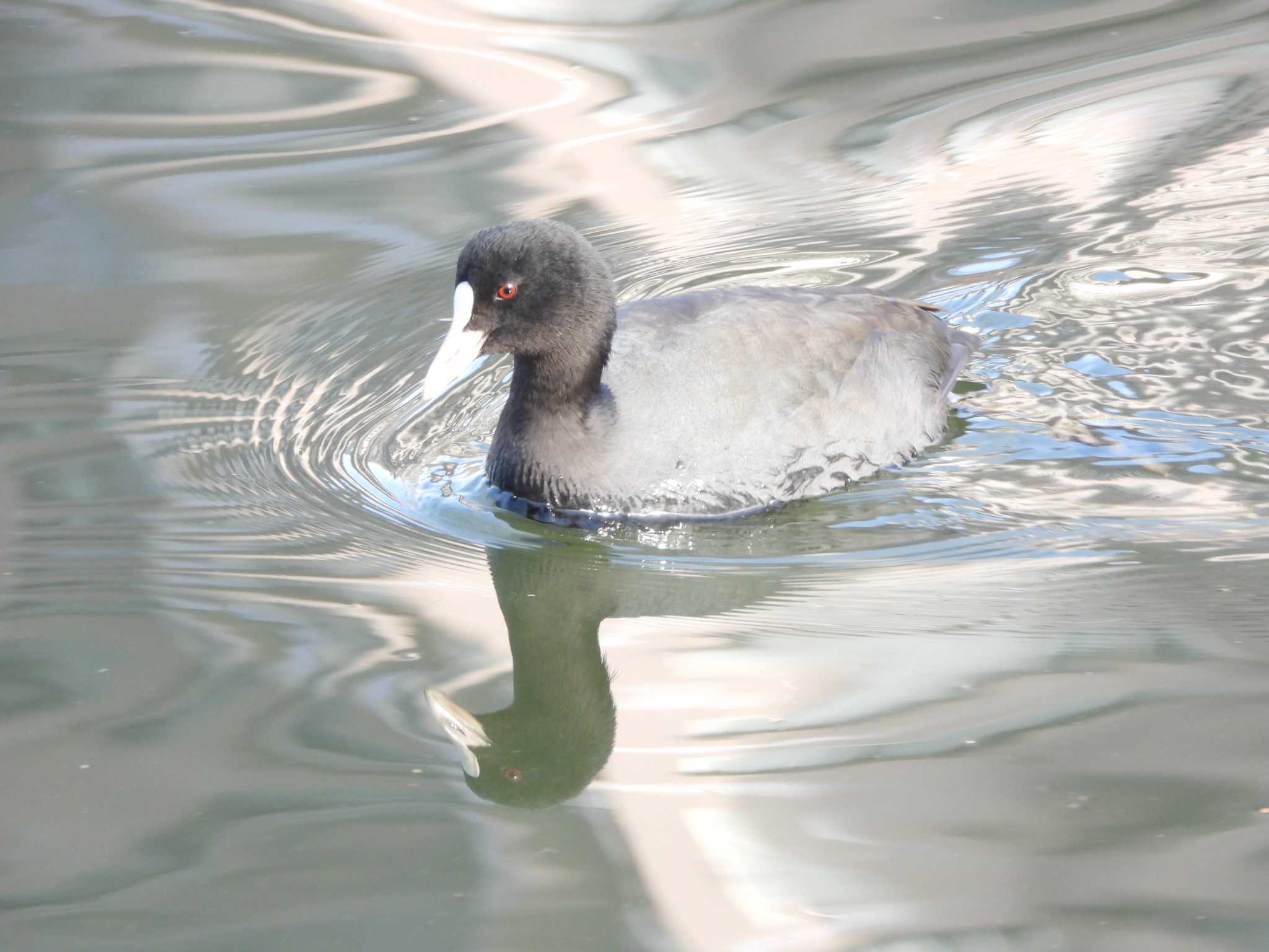 Eurasian Coot