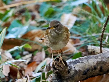 Sun, 2/18/2024 Birding report at 大町公園(市川市)