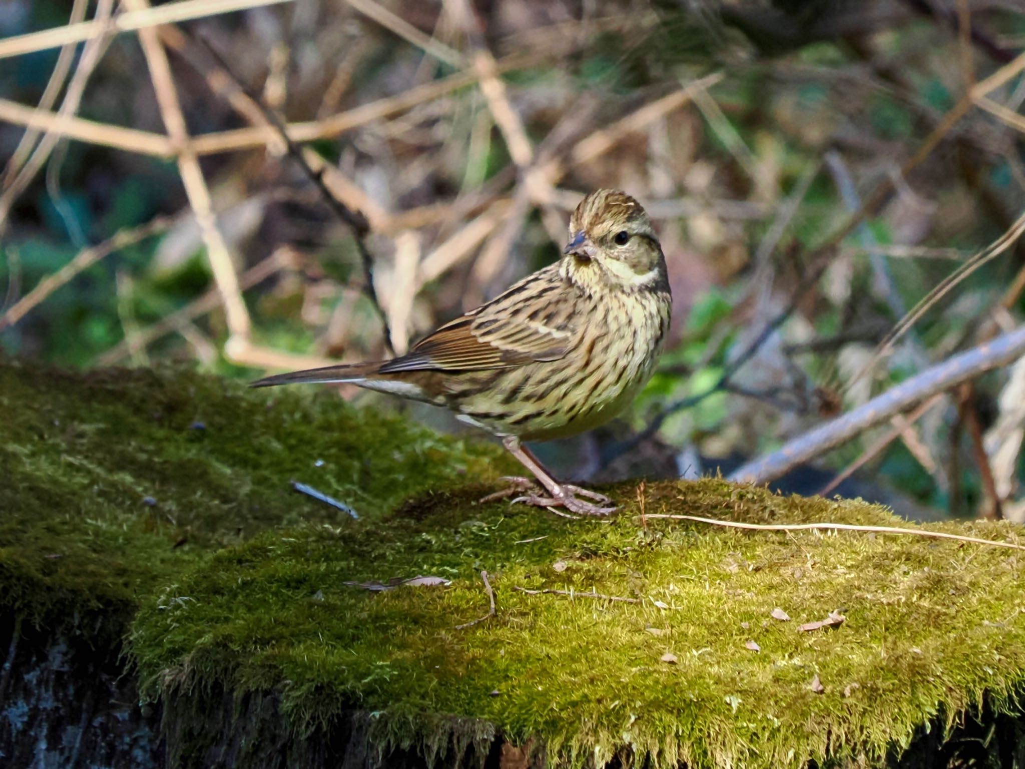 Masked Bunting