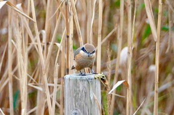 Bull-headed Shrike Sambanze Tideland Sun, 12/2/2018