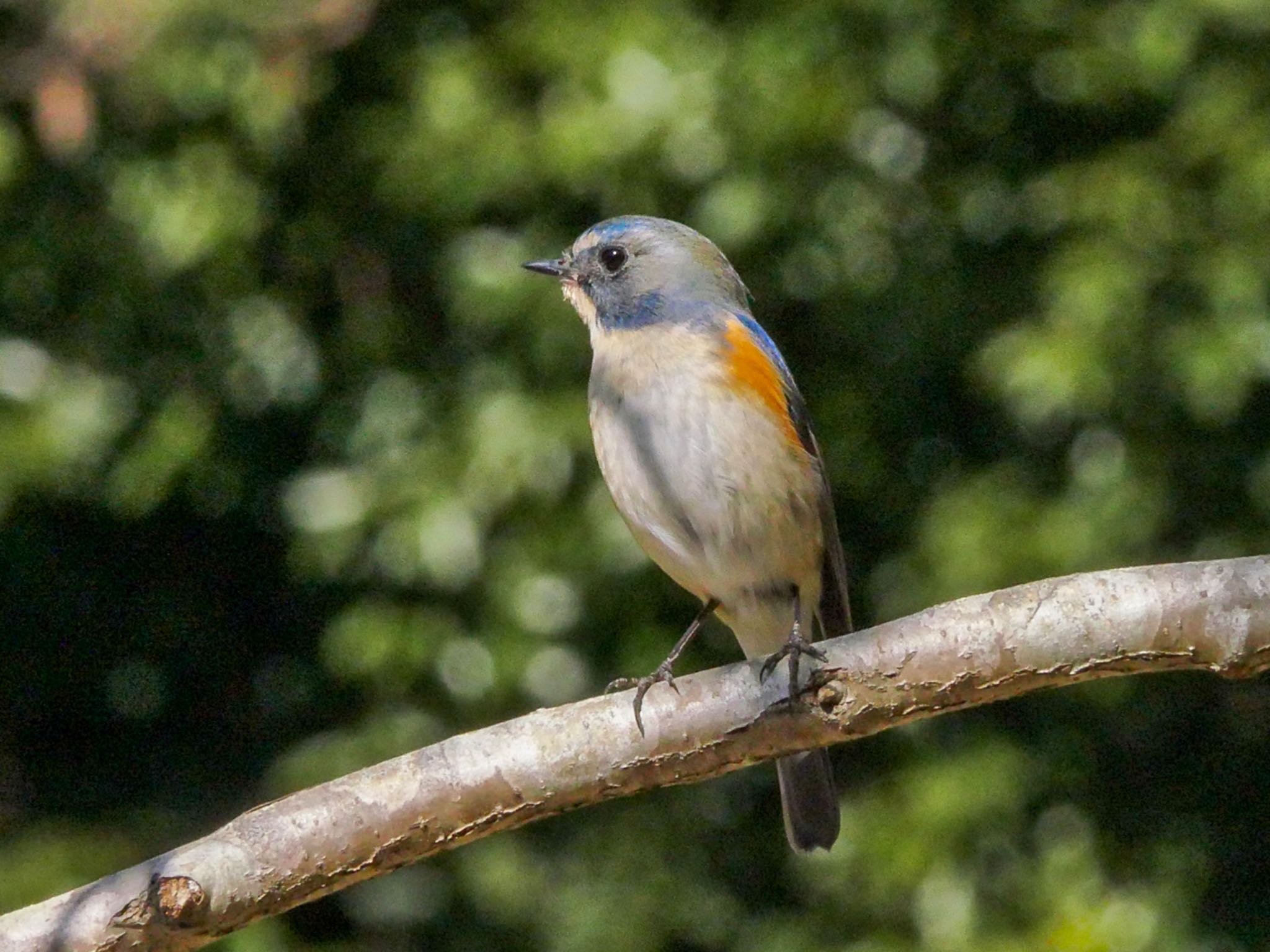 Red-flanked Bluetail