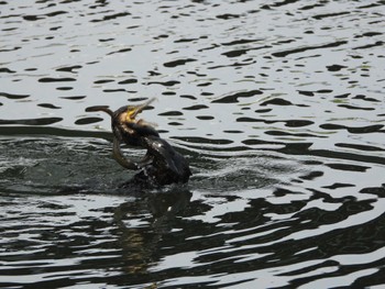 Sat, 6/24/2023 Birding report at 隅田川