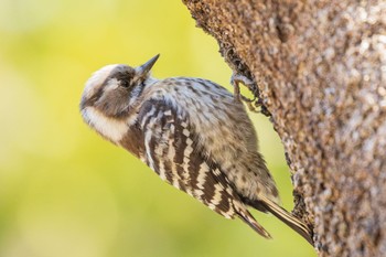 Japanese Pygmy Woodpecker 善福寺公園 Wed, 2/28/2024