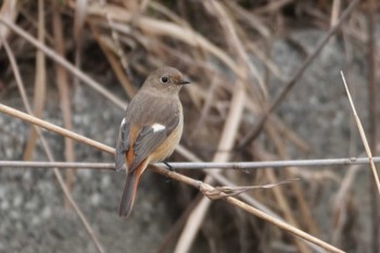 ジョウビタキ 野川 2024年2月29日(木)