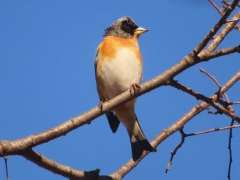 Brambling 大室公園 Sat, 3/2/2024