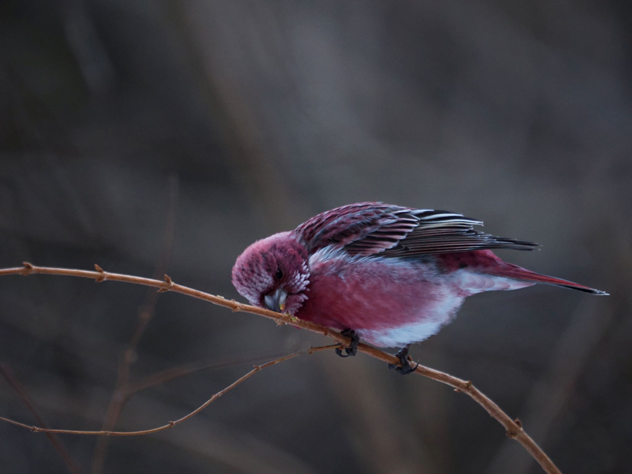 Pallas's Rosefinch