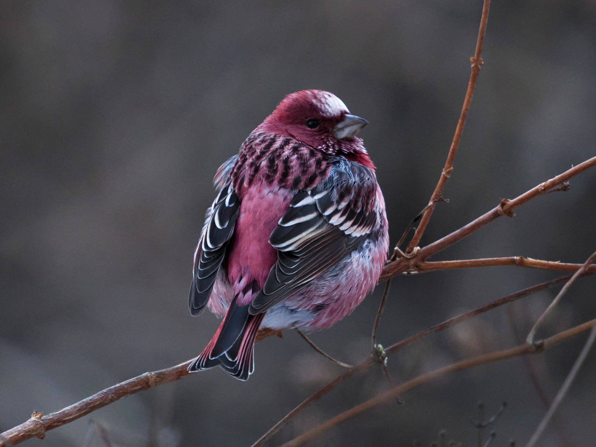 Pallas's Rosefinch