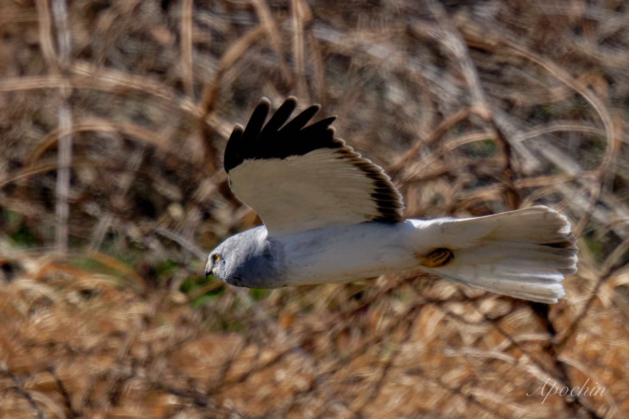 Photo of Hen Harrier at 利根川 by アポちん