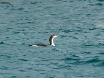 Black-throated Loon 長井漁港 Unknown Date