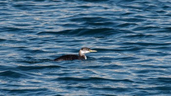 Red-necked Grebe 長井漁港 Sun, 12/15/2019