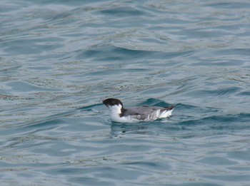 Ancient Murrelet 長井漁港 Unknown Date