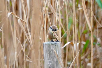 Bull-headed Shrike Sambanze Tideland Sun, 12/2/2018