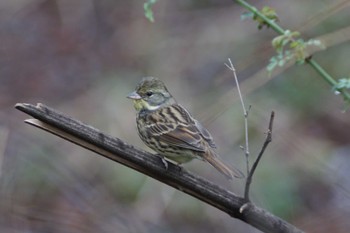 アオジ 秋ヶ瀬公園(野鳥の森) 2024年3月6日(水)