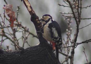 Great Spotted Woodpecker 秋ヶ瀬公園(野鳥の森) Wed, 3/6/2024