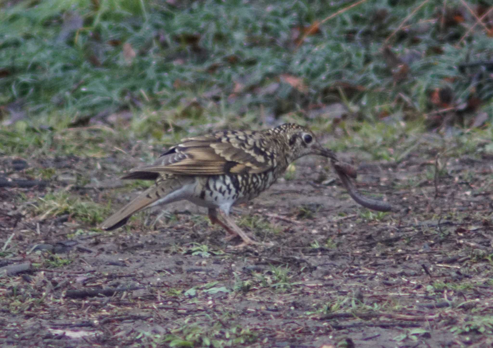 White's Thrush