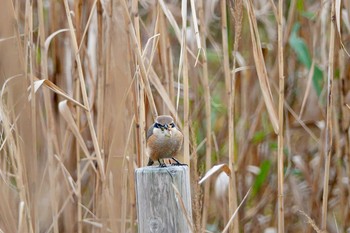 Bull-headed Shrike Sambanze Tideland Sun, 12/2/2018