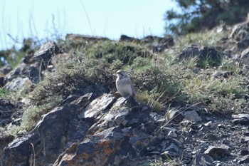 Horned Lark Yolyn Am Fri, 8/25/2023