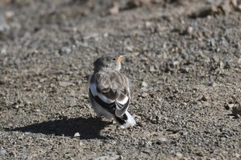 White-winged Snowfinch Yolyn Am Fri, 8/25/2023