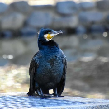 Great Cormorant Shinjuku Gyoen National Garden Unknown Date