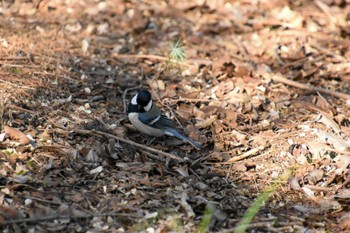 Japanese Tit Shinjuku Gyoen National Garden Sun, 3/3/2024