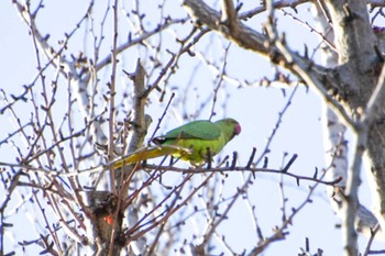 Indian Rose-necked Parakeet Shinjuku Gyoen National Garden Sun, 3/3/2024