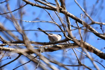 Long-tailed Tit Shinjuku Gyoen National Garden Sun, 3/3/2024