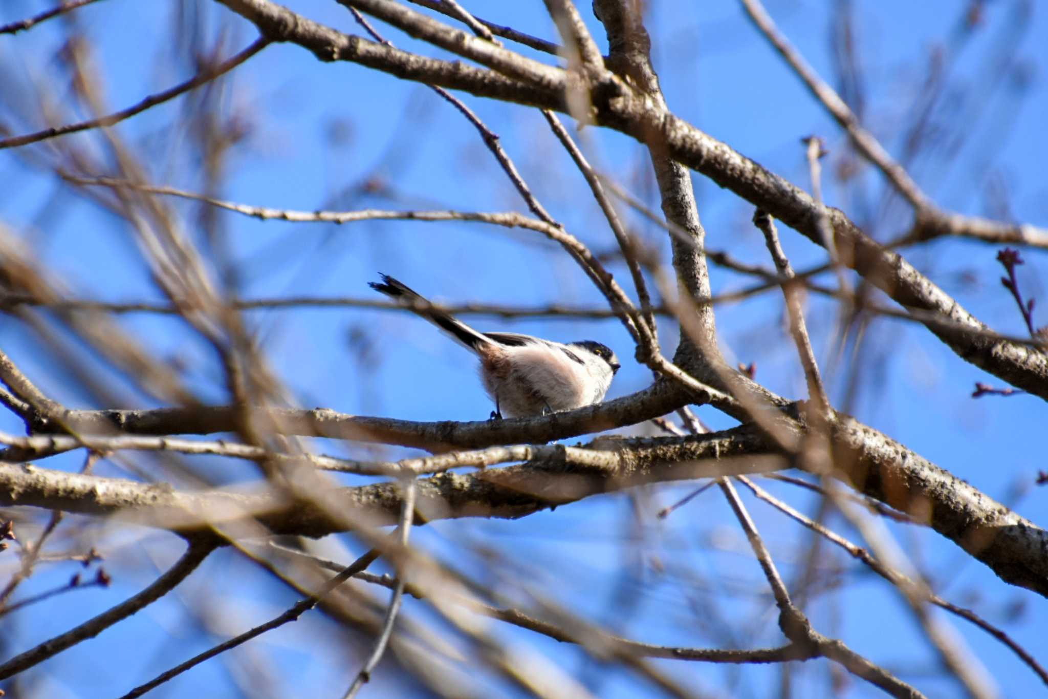 Photo of Long-tailed Tit at Shinjuku Gyoen National Garden by kengo-low