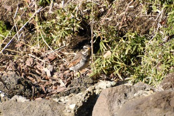 Dusky Thrush Shinjuku Gyoen National Garden Sun, 3/3/2024