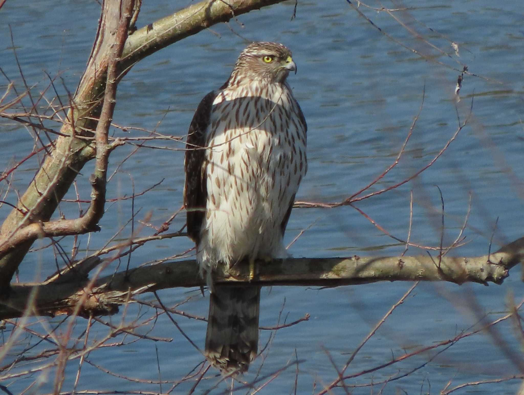 Eurasian Goshawk