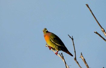 Orange-breasted Green Pigeon タイ サムイ島 Mon, 3/4/2024