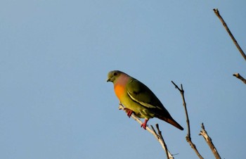 Orange-breasted Green Pigeon タイ サムイ島 Mon, 3/4/2024